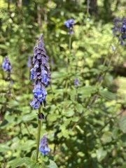 Salvia helianthemifolia