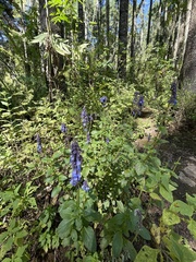 Salvia helianthemifolia