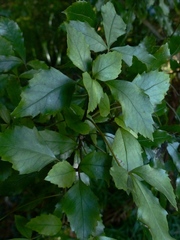 Pseudopanax discolor