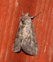 Syngrapha viridisigma