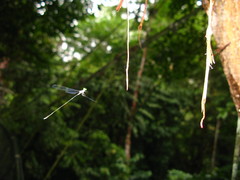 Pseudagrion pilidorsum