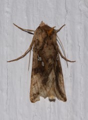 Autographa bimaculata