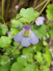 Cymbalaria