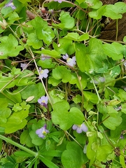 Cymbalaria