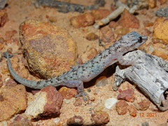 Hemidactylus agrius