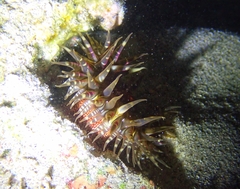 Bunodosoma granuliferum
