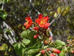 Jatropha mutabilis