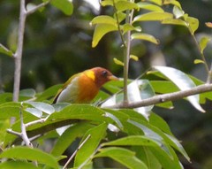 Hemithraupis ruficapilla