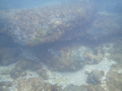 Abudefduf concolor