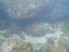 Abudefduf concolor