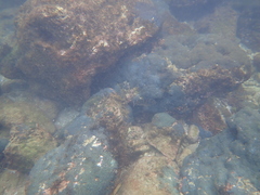Abudefduf concolor