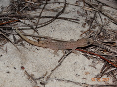 Hemidactylus agrius