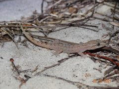 Hemidactylus agrius