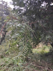 Taxus mairei