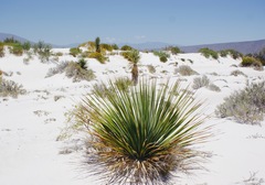 Dasylirion cedrosanum