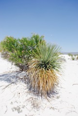 Dasylirion cedrosanum