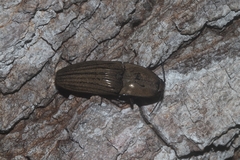 Chalcolepidius silbermanni