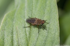 Anabarhynchus plumbeoides