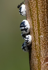 Melanococcus albizziae