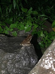 Odorrana hosii
