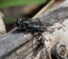 Chalcosyrphus metallifer