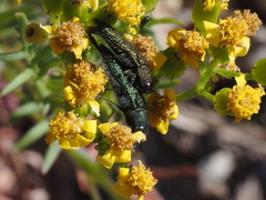 Acmaeodera resplendens