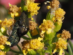 Acmaeodera resplendens