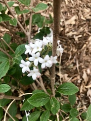 Viburnum carlesii