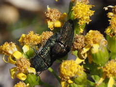 Acmaeodera resplendens