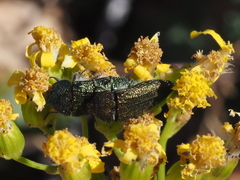 Acmaeodera resplendens