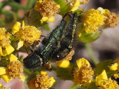 Acmaeodera resplendens