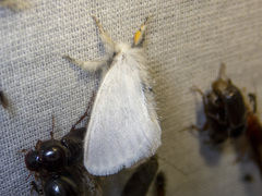 Euproctis melanosoma