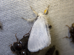 Euproctis melanosoma