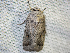 Proteuxoa amaurodes