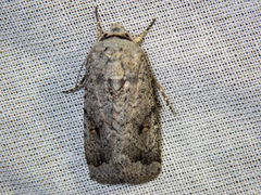 Proteuxoa amaurodes
