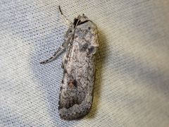 Proteuxoa amaurodes