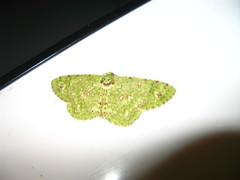 Ophthalmitis
