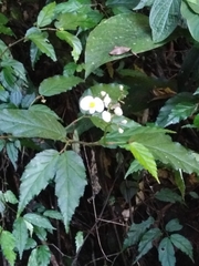 Begonia fuscocaulis