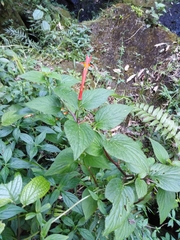 Siphocampylus sevegnaniae