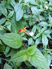 Siphocampylus sevegnaniae