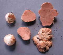 Jimtrappea guyanensis