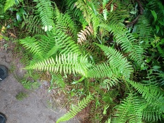 Amauropelta beddomei