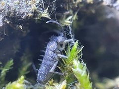 Pogonognathellus nigritus