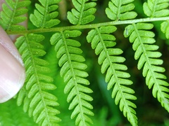 Amauropelta beddomei