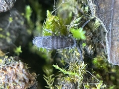 Pogonognathellus nigritus