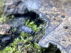 Pogonognathellus nigritus