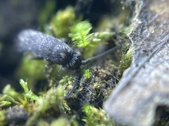 Pogonognathellus nigritus