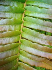 Blechnum vestitum