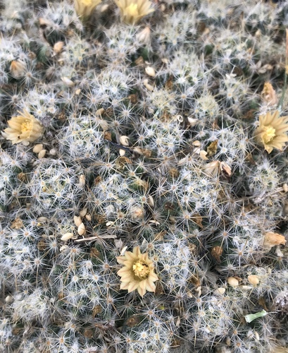 Silver Cluster Cactus