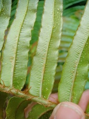 Blechnum vestitum